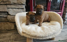 Irish Terrier dogs for sale: Beautiful Champion Lines KC Irish Terrier Puppies - Image 2