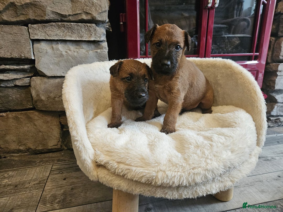 Irish Terrier dogs for sale: Beautiful Champion Lines KC Irish Terrier Puppies - Image 2