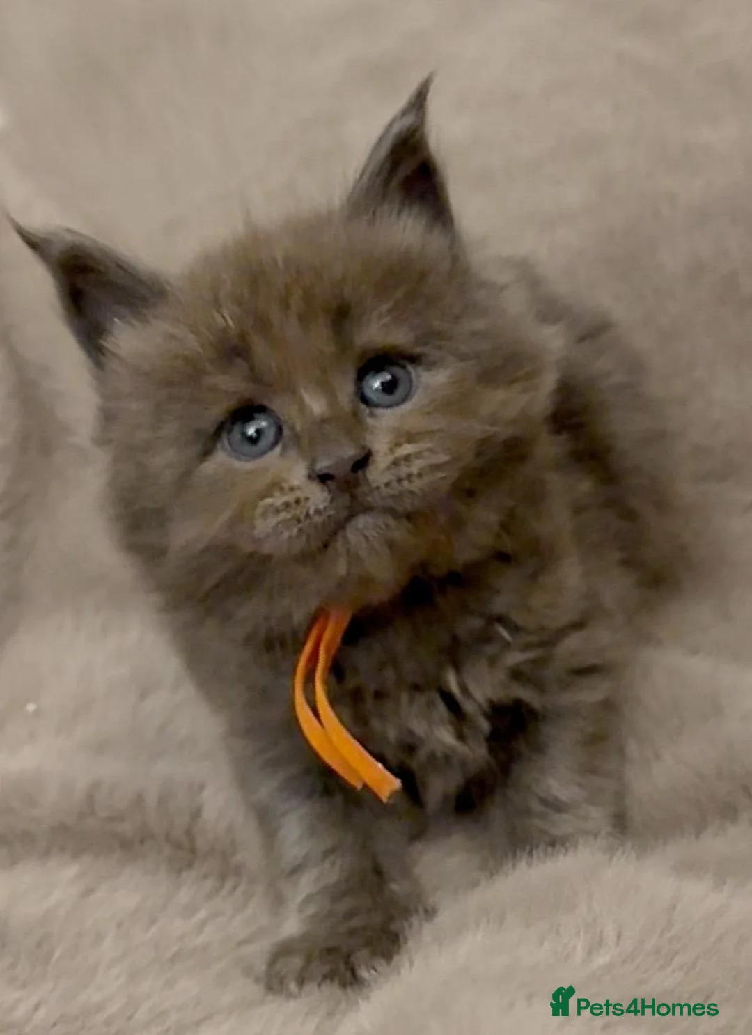 Maine Coon cats for sale: Pedigree GCCF registered Maine Coon kittens  - Advert 3