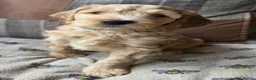 Australian Labradoodle dogs for sale: READY NOW! Therapy Aus x Irish dood multi gen mix  - Advert 36