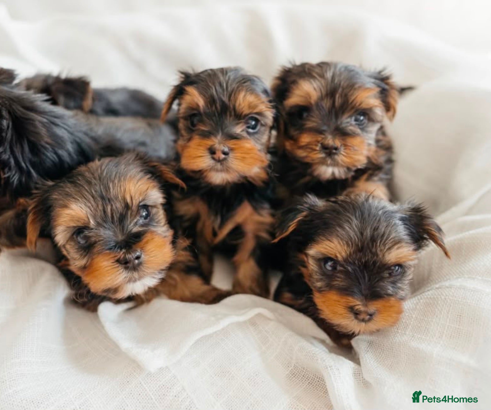 Yorkshire Terrier dogs Yorkshire Terrier Puppies 6 boys and 2 girls - Advert 4