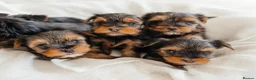 Yorkshire Terrier dogs for sale: Yorkshire Terrier Puppies 6 boys and 2 girls - Advert 1