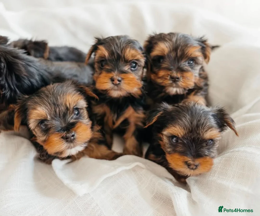 Yorkshire Terrier dogs for sale: Yorkshire Terrier Puppies 6 boys and 2 girls - Advert 1