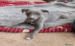 Whippet dogs for sale: 🥰Beautiful blue and white whippet puppies 🥰 - Image 15