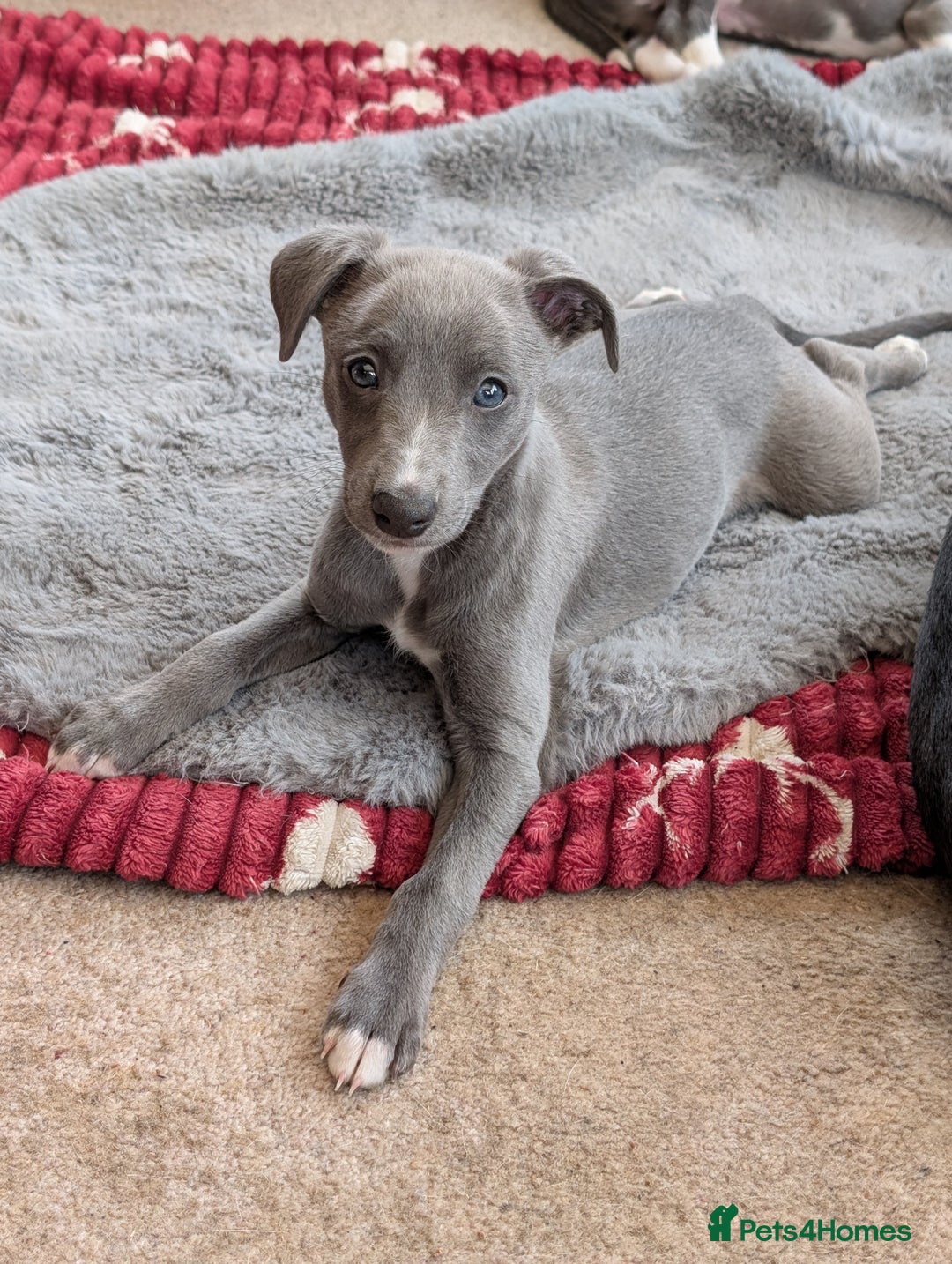 Whippet dogs for sale: 🥰Beautiful blue and white whippet puppies 🥰 - Image 15