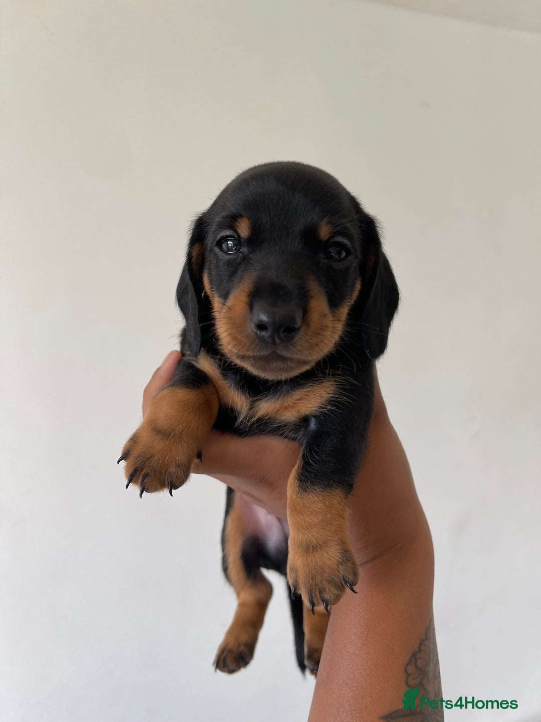 Miniature Dachshund dogs for sale: Miniature Dachshund Puppies  - Image 10