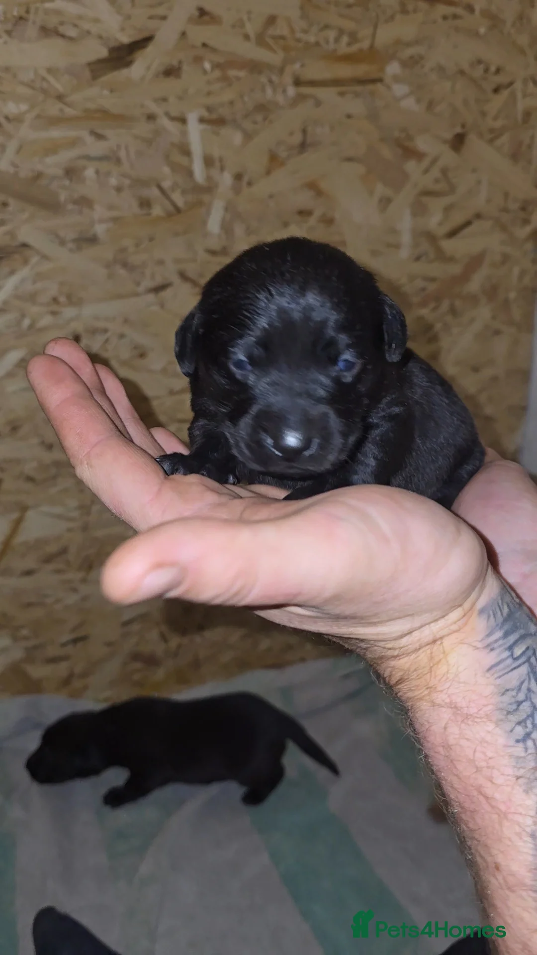 Labrador Retriever dogs for sale: 5 labrador puppies  - Advert 13