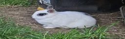 Netherland Dwarf rabbits for sale: 2 Female Netherland Dwarf Rabbits in Northampton - Advert 7
