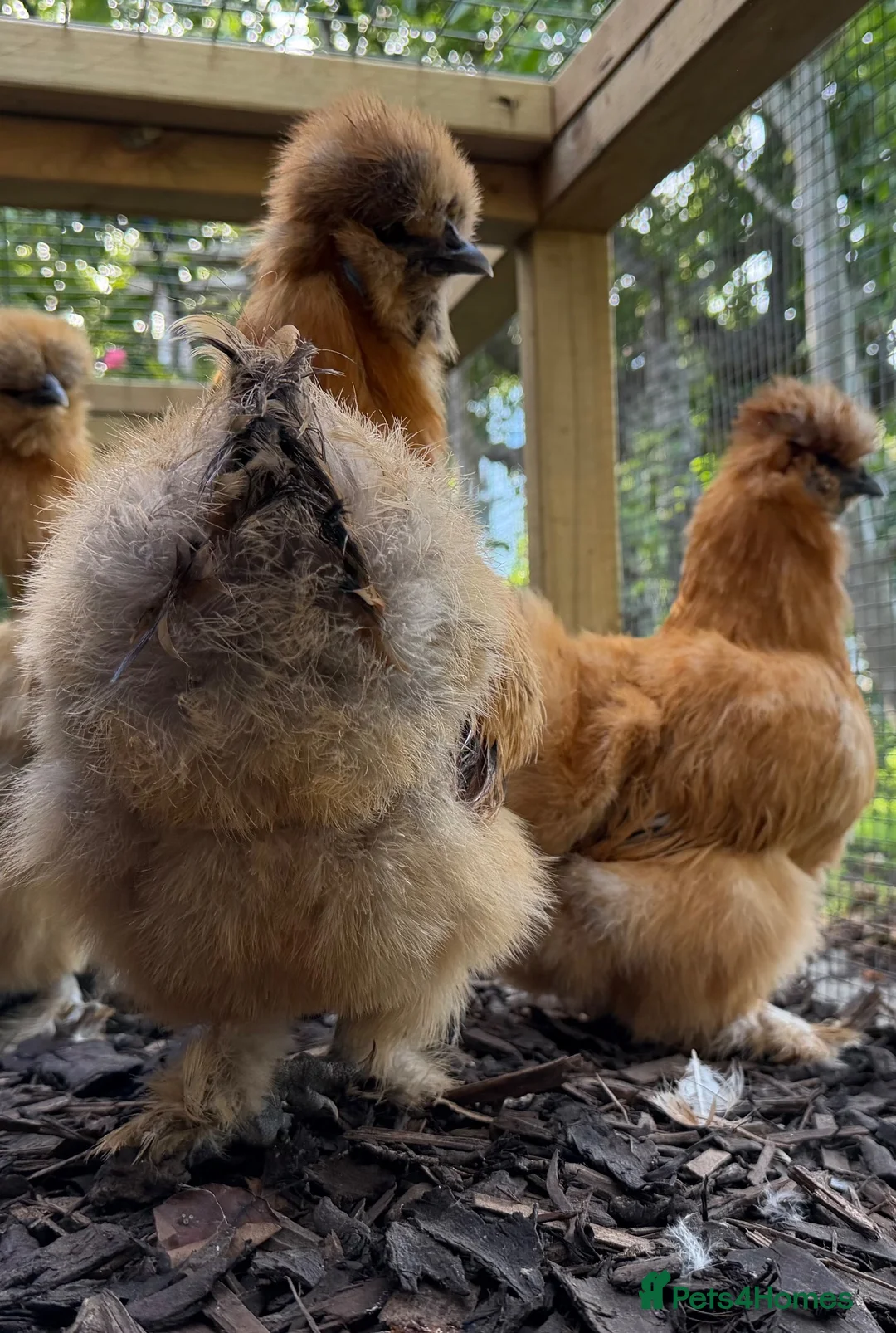 Chickens poultry for sale: Bantam silkie hens - Advert 2