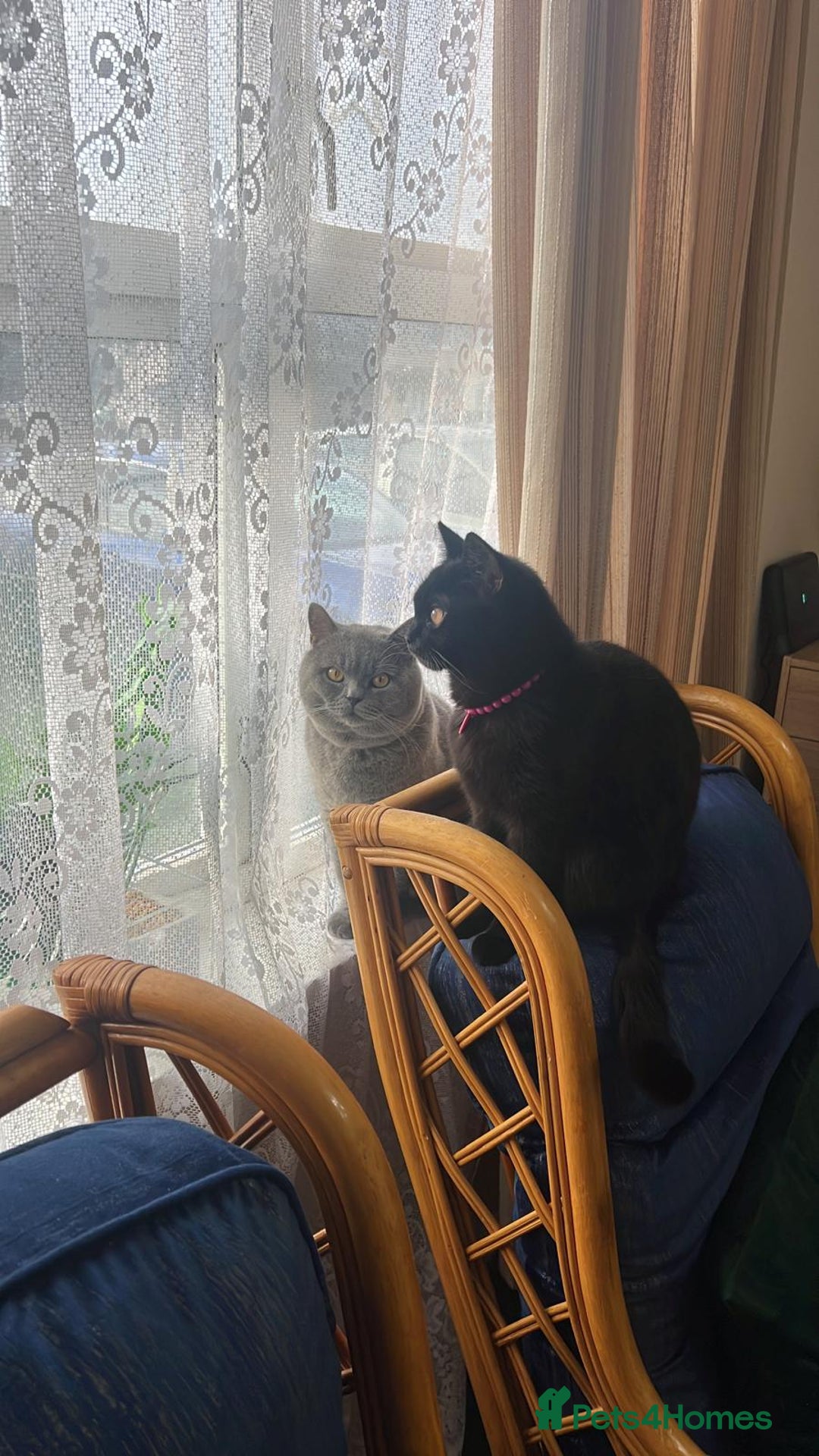 British Shorthair cats for sale: Adorabl blue and black british short hair kittens - Advert 4