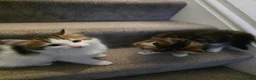 Domestic Shorthair cats for sale: Kittens looking for new home in Stafford - Advert 19