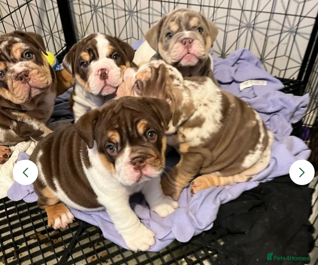 English Bulldog dogs for stud: Prince of all Storms  in Birmingham - Advert 9