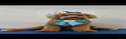 Australian Labradoodle dogs for sale: Multigen Australian Labradoodle - Advert 4
