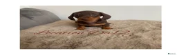 Miniature Dachshund dogs for sale: 4 True miniature dachshund boys  - Advert 6