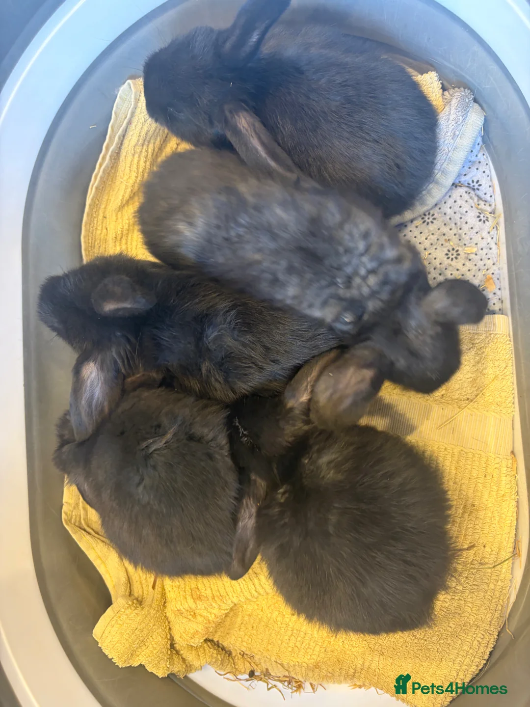 Mini Lop rabbits for sale: X 5 black beautiful fluffy mini lops  - Advert 12