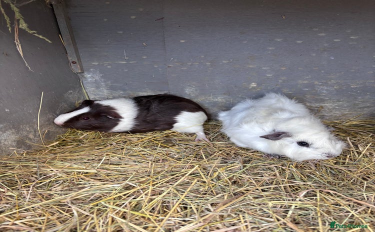 Guinea Pig rodents - Advert 4
