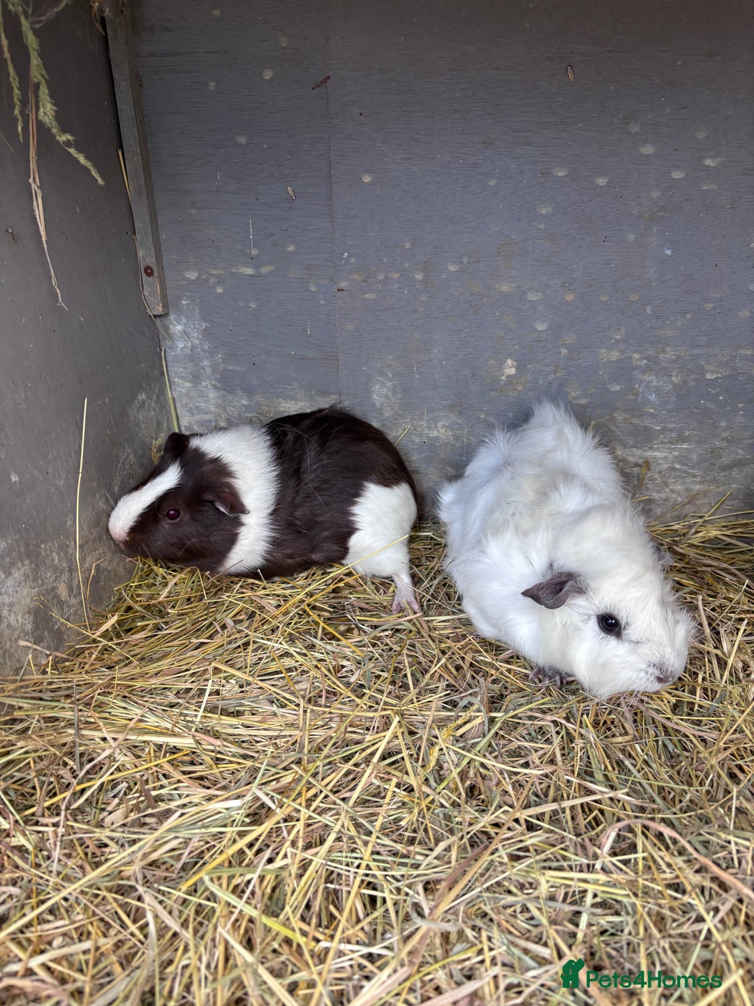 Guinea Pig rodents for sale: 2 male 1 female  - Image 1
