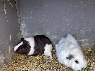 Guinea Pig rodents - Advert 9