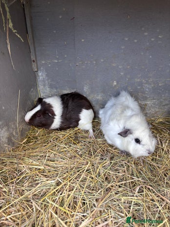 Guinea Pig rodents - Advert 11
