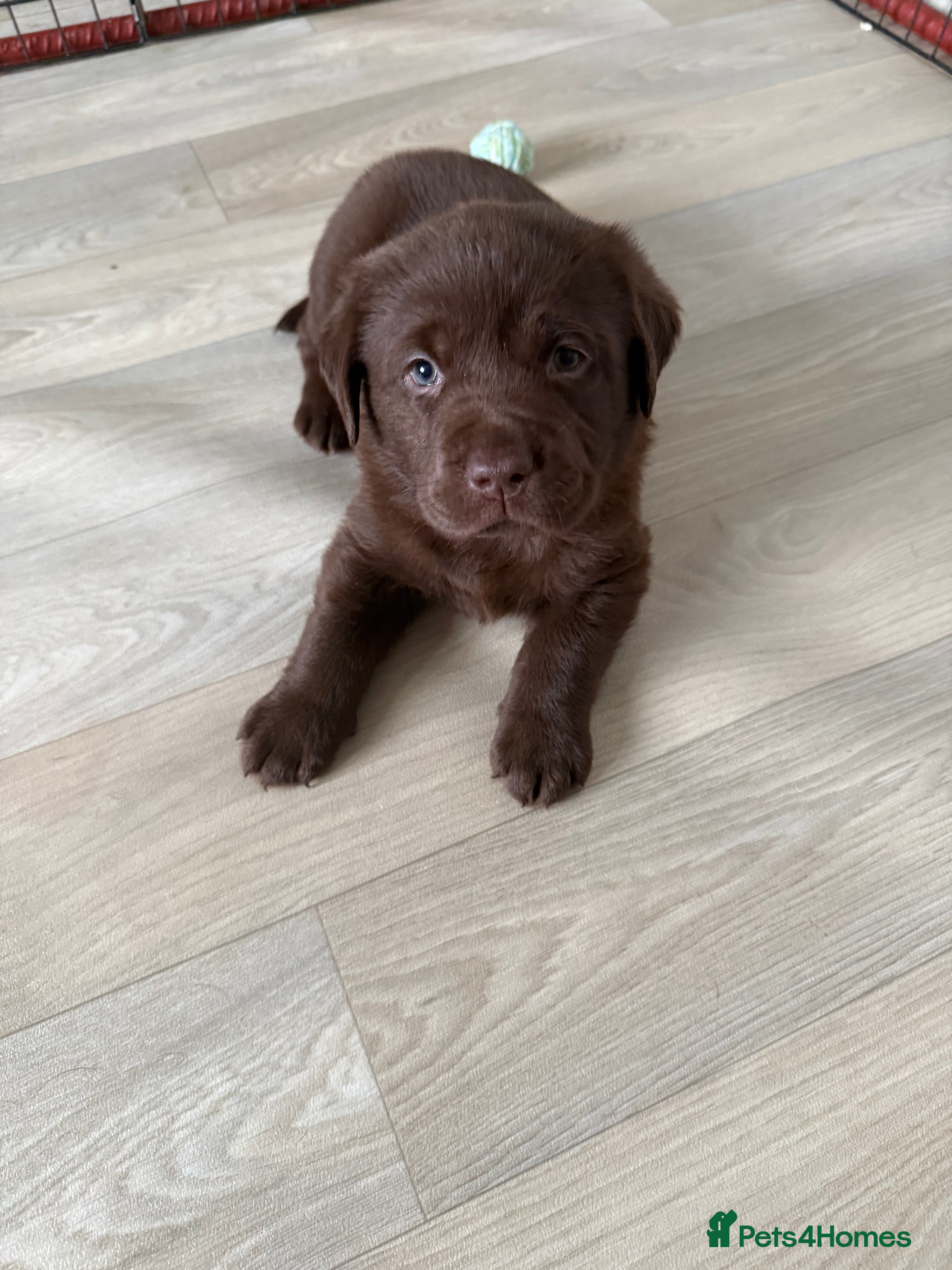 Labrador Retriever dogs KC Labrador for sale  - Advert 3