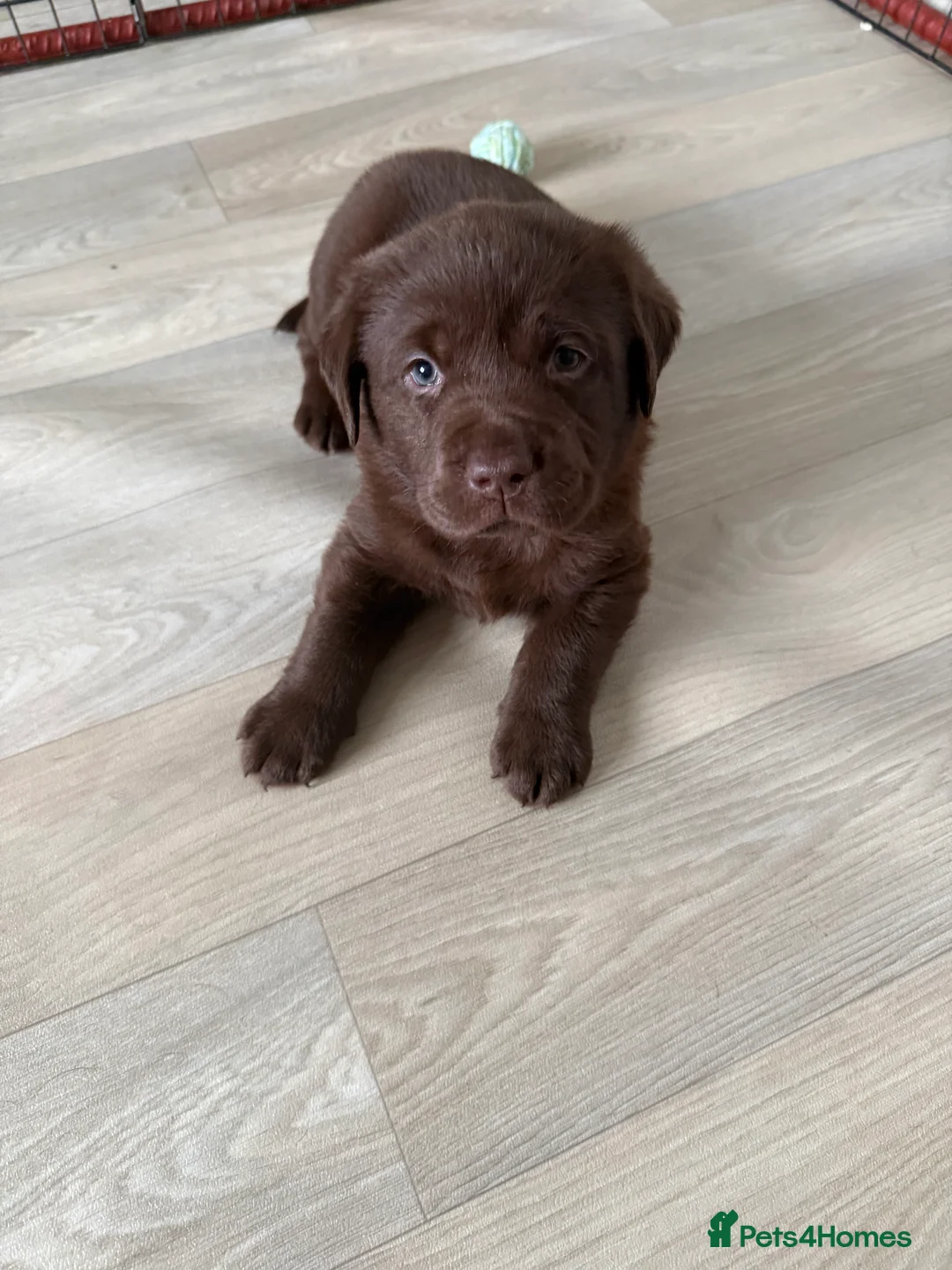 Labrador Retriever dogs for sale: KC Labrador for sale  - Advert 2