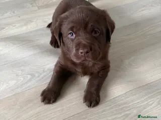 Labrador Retriever dogs KC Labrador for sale - Advert 5