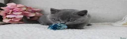 British Shorthair cats for sale: BRITISH SHORTHAIR &LONGHAIR - Full Pedigree - Advert 18