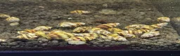 Snails invertebrates for sale: 10 x Assassin snail  in Loughborough - Advert 1