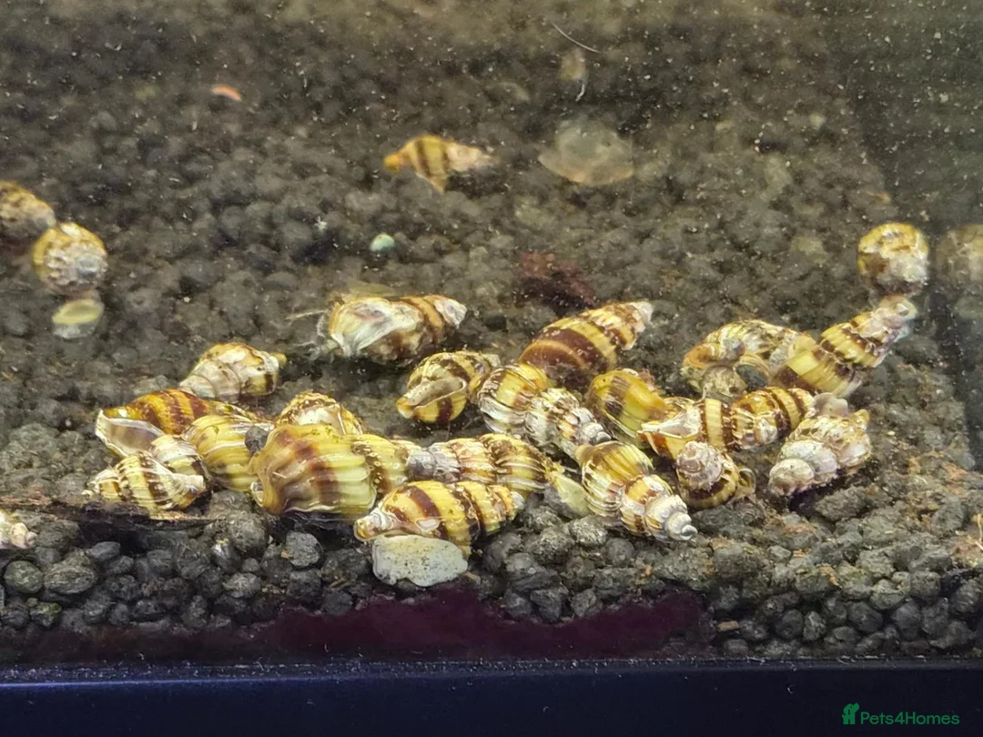 Snails invertebrates for sale: 10 x Assassin snail  in Loughborough - Advert 1