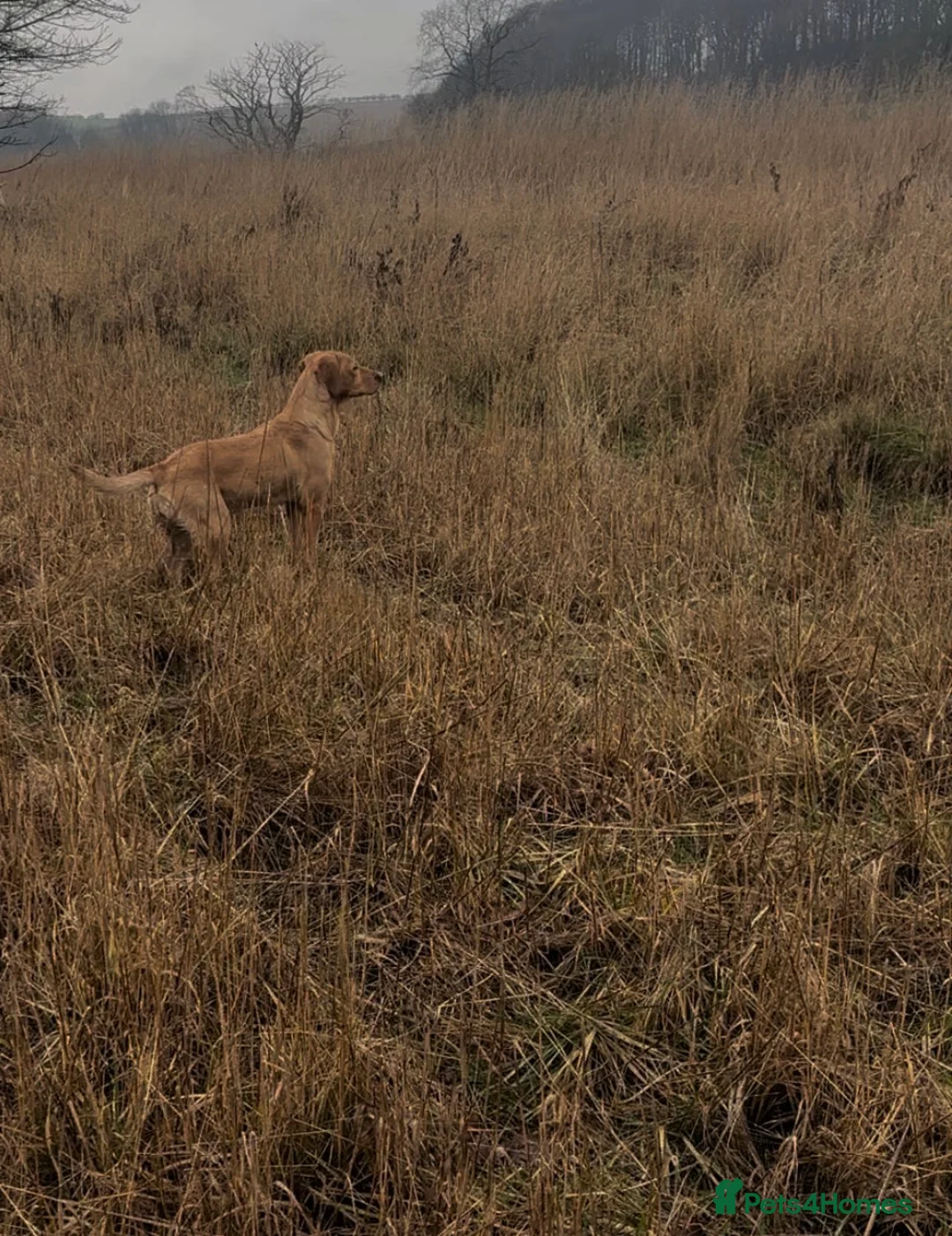 Labrador Retriever dogs for sale: Labrador  - Advert 3