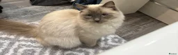 Ragdoll cats for sale: Ragdoll female  - Advert 3
