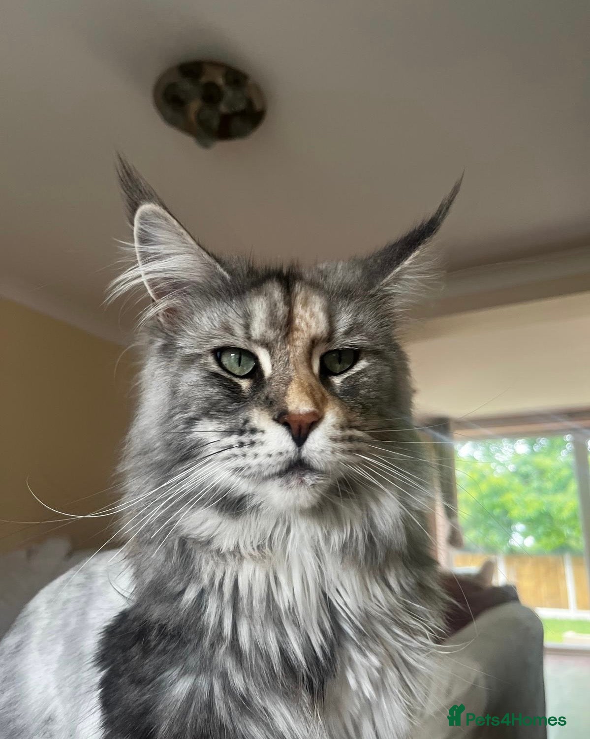 Maine Coon cats Gorgeous Silver Female Maine Coon  - Advert 12