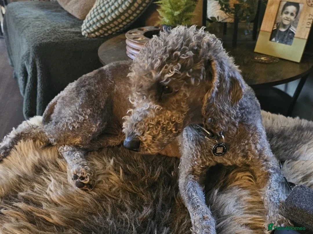 Bedlington Terrier dogs for sale: Bedlington terrier pups for sale - Advert 2