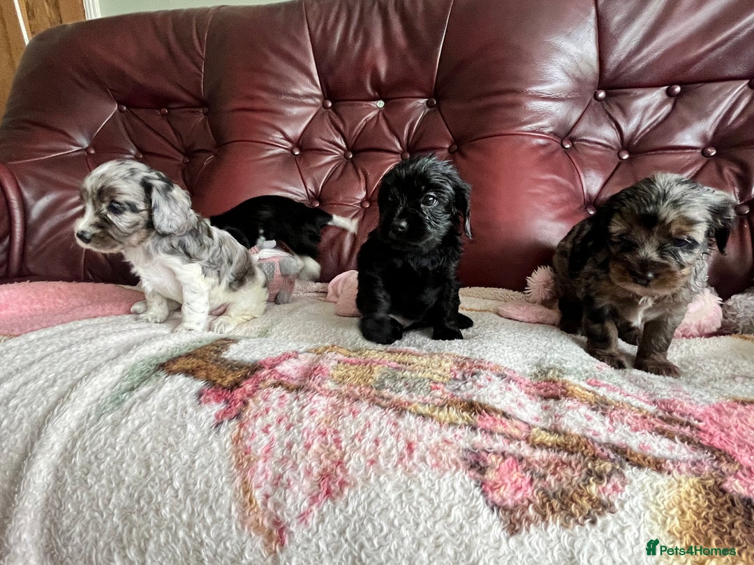 Mixed Breed dogs for sale: Beautiful Cavapoo Puppies  - Image 9