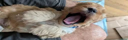 Cavapoo dogs for sale: Cavapoo puppies for sale - Advert 40