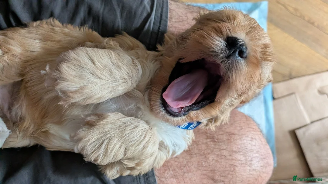 Cavapoo dogs for sale: Cavapoo puppies for sale - Advert 40