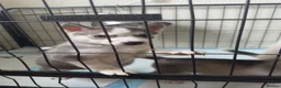 Siberian Husky dogs for sale: Husky puppies for sale  - Advert 2