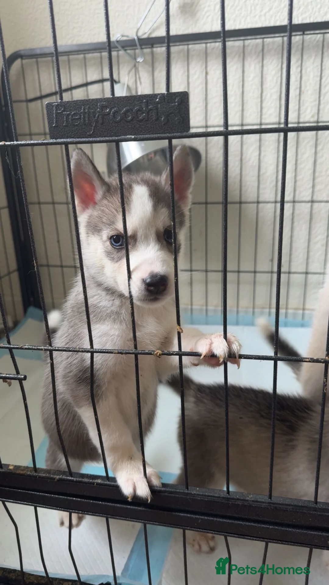 Siberian Husky dogs for sale: Husky puppies for sale  - Advert 2
