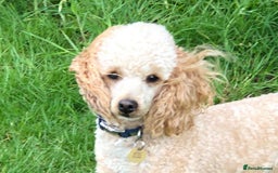 Poodle dogs for stud: AT STUD MINIATURE POODLE JESSE 9 clear DNA tests in High Wycombe - Image 1