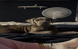 Cane Corso dogs for sale: Cane Corso puppy - Image 2