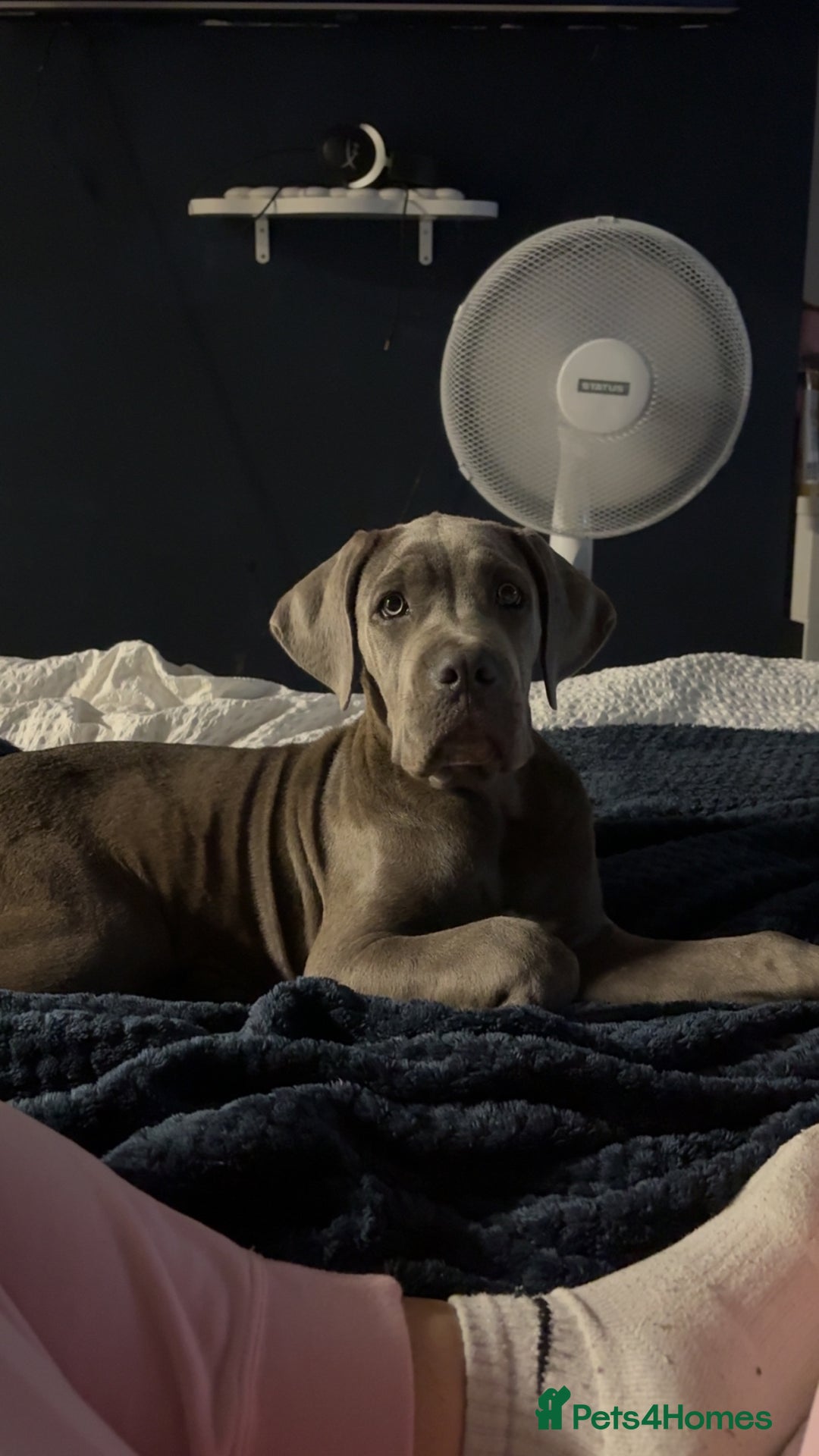Cane Corso dogs for sale: Cane Corso puppy - Image 2