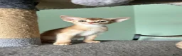 Abyssinian cats for sale: TICA Abyssinian kittens  - Advert 9