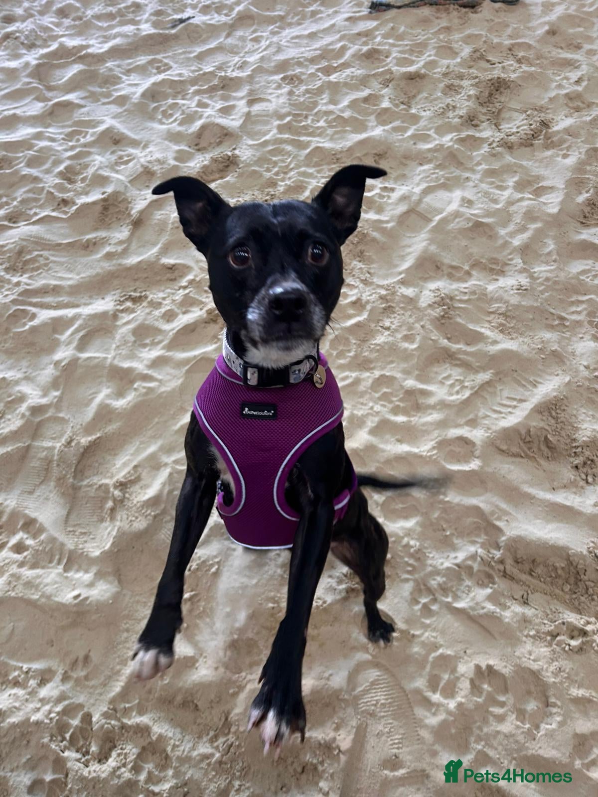 Staffordshire Bull Terrier dogs Pebble - Advert 2