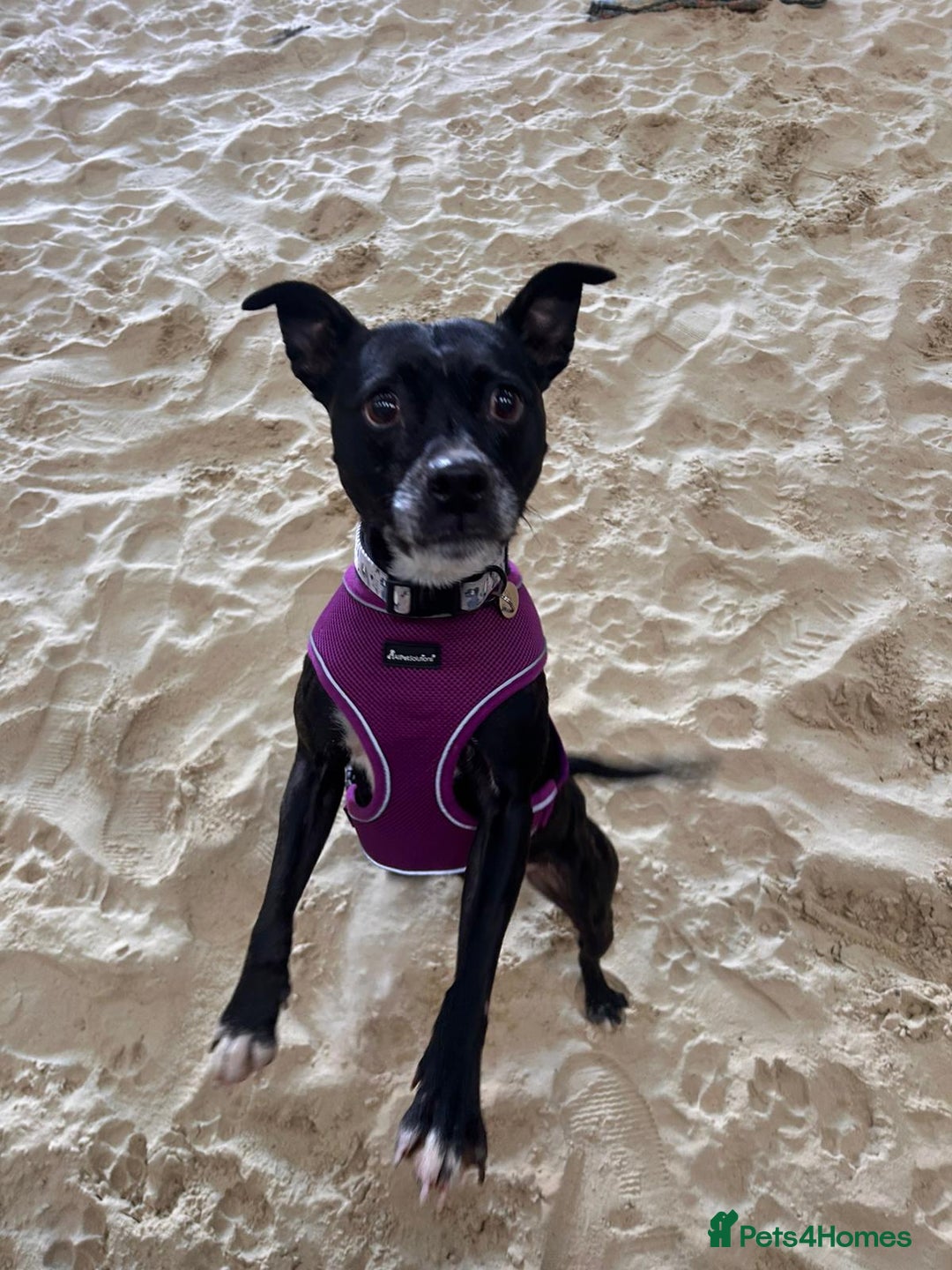 Staffordshire Bull Terrier dogs for adoption: Pebble - Advert 1