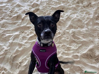 Staffordshire Bull Terrier dogs Pebble - Advert 3