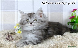 Maine Coon cats for sale: Stunning Maine coon kittens TICA registration - Image 5