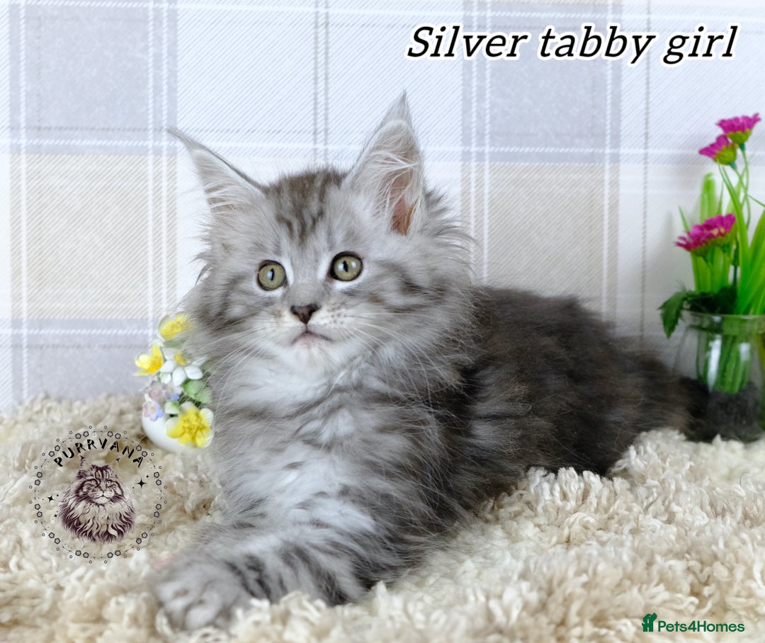 Maine Coon cats for sale: Stunning Maine coon kittens TICA registration - Image 5