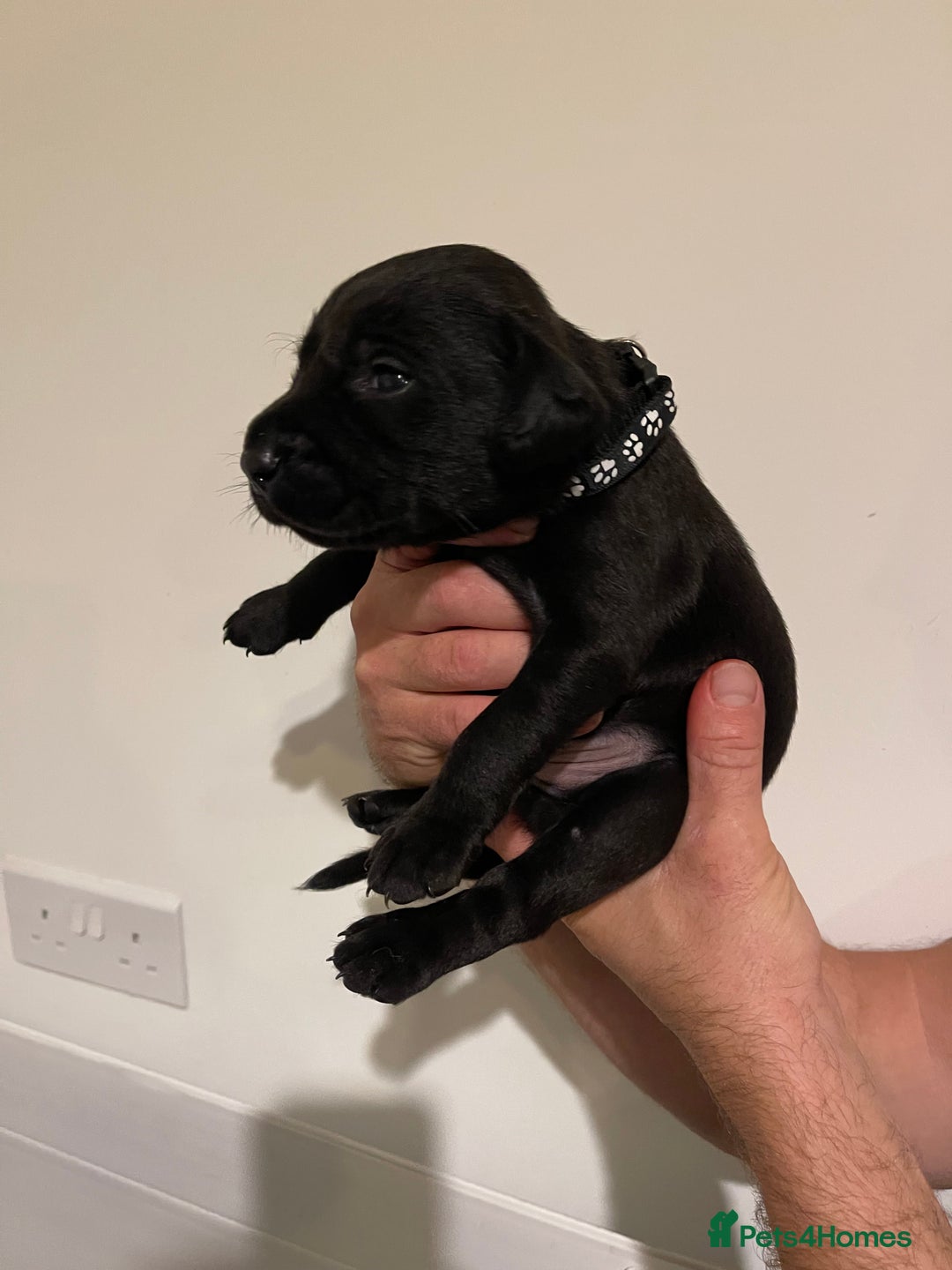 Labrador Retriever dogs for sale: 9 KC Black Lab Pups  - Image 10