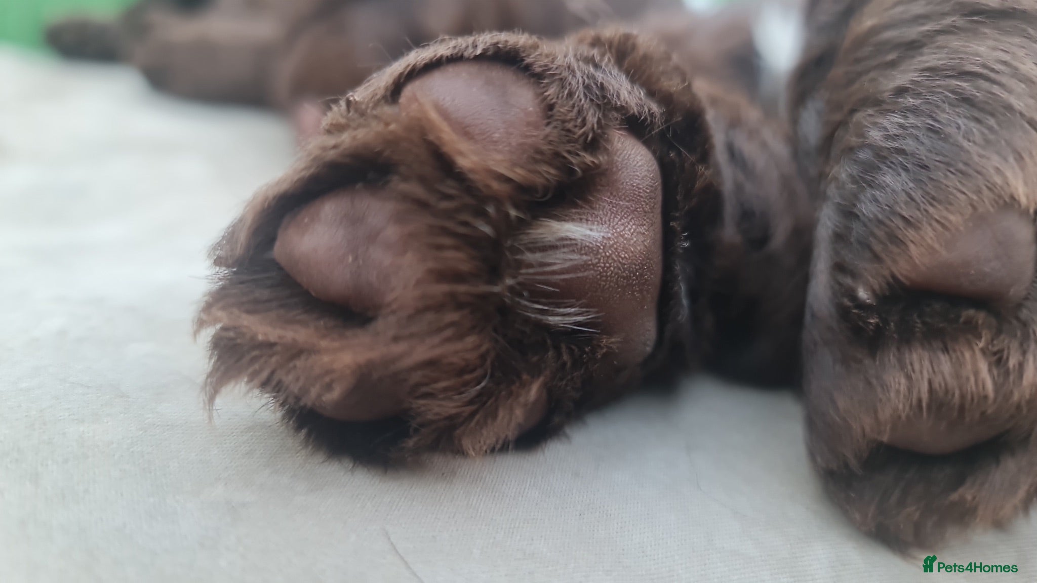 Field Spaniel dogs Rare Vulnerable Field Spaniels - Advert 2