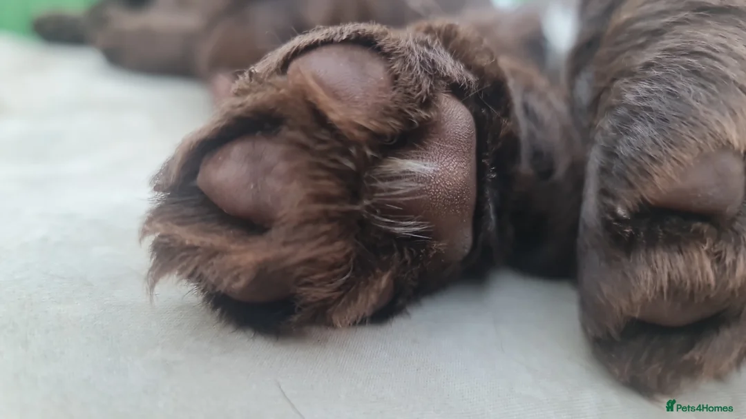Field Spaniel dogs for sale: Rare Vulnerable Field Spaniels - Advert 1